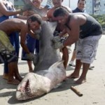 Uma fêmea grávida de tubarão em risco de extinção é capturada e morta em Mongaguá