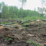 [Rússia] Continua a luta pelas florestas de Khimki
