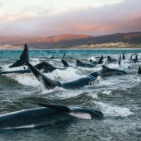 'Nunca esquecerei o choro delas’: o relato da jovem que encontrou 145 baleias encalhadas em praia da Nova Zelândia