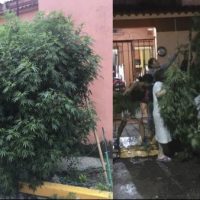 [México] Moradores protegem 'planta de cannabis comunitária' da polícia