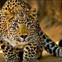 Brasil tem mais de 1.200 espécies de animais ameaçados de extinção