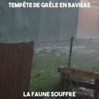 Vídeo | Tempestade de granizo na Baviera: a vida selvagem sofre