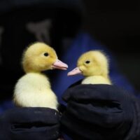 [Reino Unido] Alguns anarquistas libertam 41 patos de um celeiro