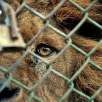 [Espanha] "Por um mundo sem gaiolas para meus amigos animais". Carta da prisão de Estremera.