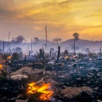 Ondas de calor ameaçam colapsar ecossistemas, incluindo o Amazonas