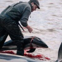 [Espanha] A cruel matança de golfinhos vinculada à pesca do bacalhau