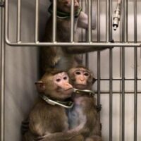 [Espanha] Notícias catastróficas para os macacos de cauda longa e para o fim da experimentação animal
