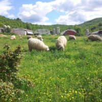 [Itália] Comunicado Agripunk sob despejo