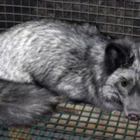 [EUA] Illinois: ALF Liberta todas as raposas da Fazenda de raposas Aeschleman